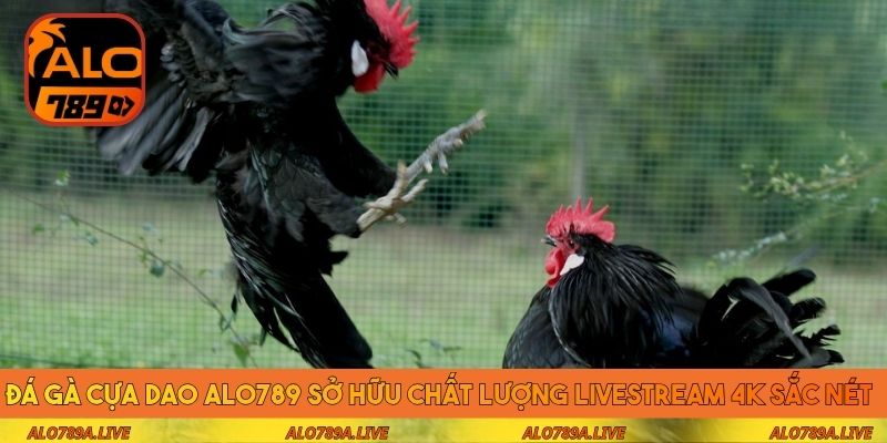 Đá gà cựa dao Alo789 sở hữu chất lượng livestream 4K sắc nét