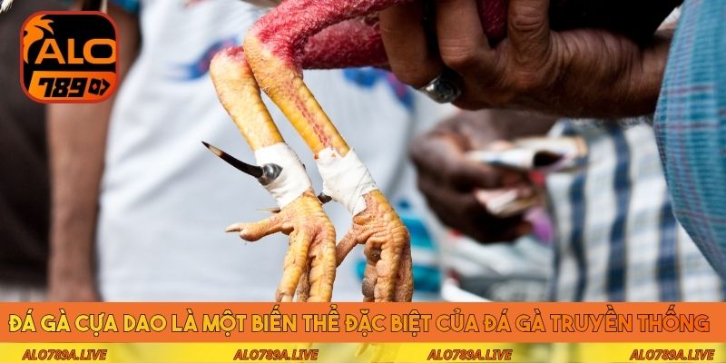 Đá gà cựa dao là một biến thể đặc biệt của đá gà truyền thống