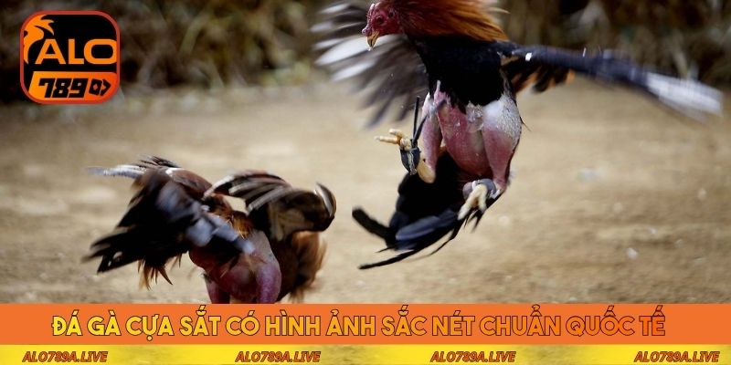 Đá gà cựa sắt có hình ảnh sắc nét chuẩn quốc tế 