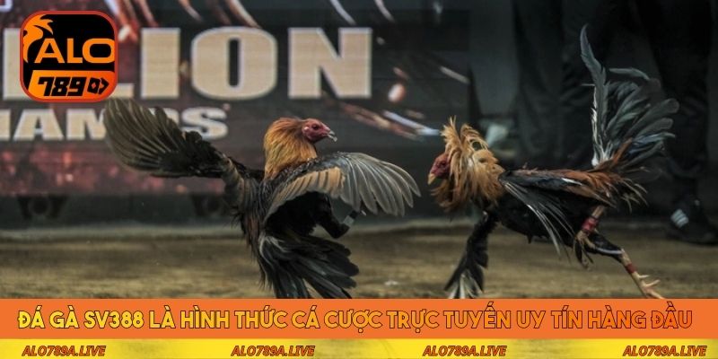 Đá gà SV388 là hình thức cá cược trực tuyến uy tín hàng đầu