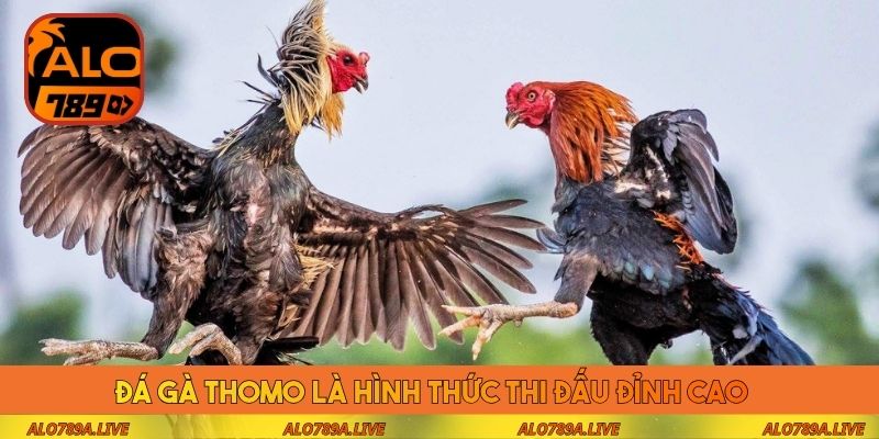 Đá gà Thomo là hình thức thi đấu đỉnh cao 