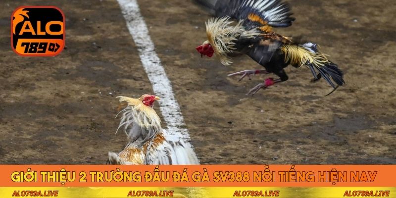 Giới thiệu 2 trường đấu đá gà SV388 nổi tiếng hiện nay 