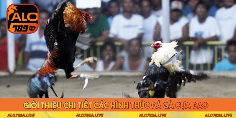 Giới thiệu chi tiết các hình thức đá gà cựa dao 