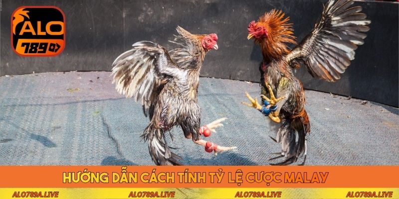 Hướng dẫn cách tính tỷ lệ cược Malay 