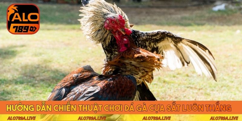 Hướng dẫn chiến thuật chơi đá gà cựa sắt luôn thắng 