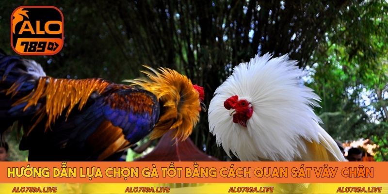 Hướng dẫn lựa chọn gà tốt bằng cách quan sát vảy chân 
