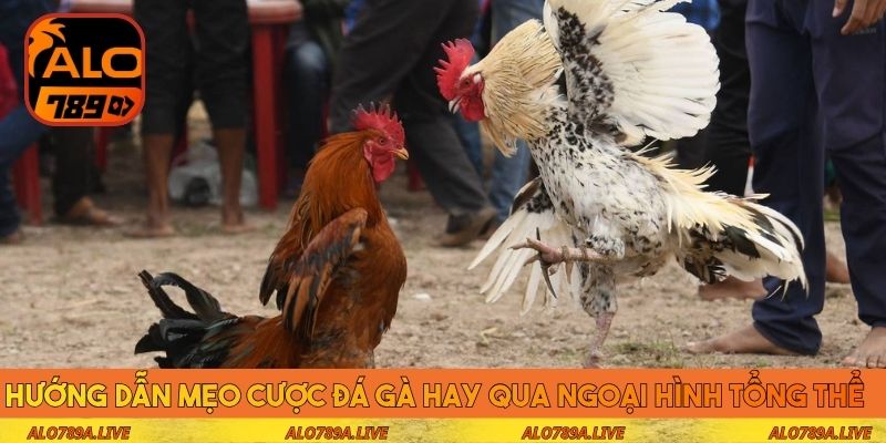 Hướng dẫn mẹo cược đá gà hay qua ngoại hình tổng thể 