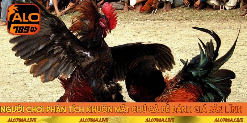 Người chơi phân tích khuôn mặt chú gà để đánh giá bản lĩnh 