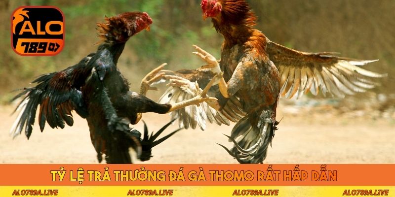 Tỷ lệ trả thưởng đá gà Thomo rất hấp dẫn 