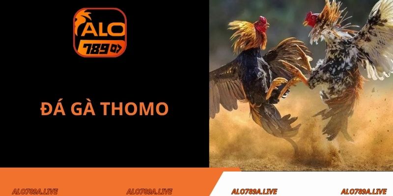 Đá gà Thomo