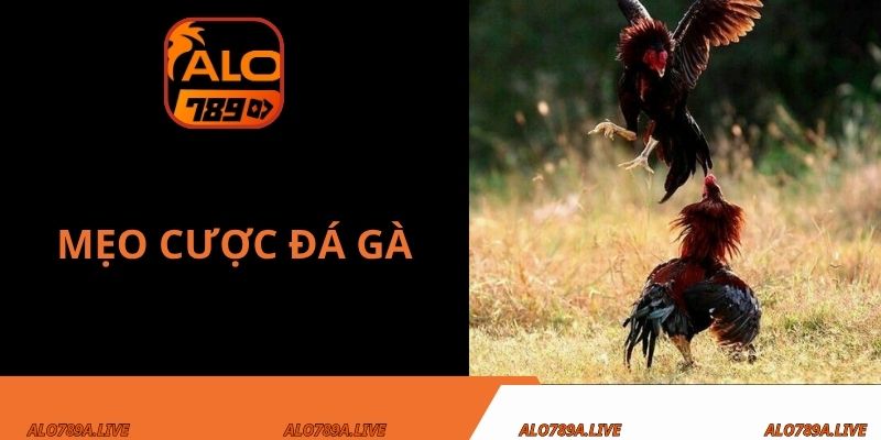Mẹo cược đá gà